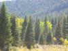 PICTURES/Grand Tetons - Death Canyon Trail/t_Trees.JPG